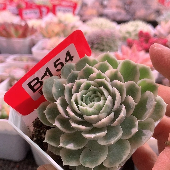 圆叶昂斯诺覆轮锦有根