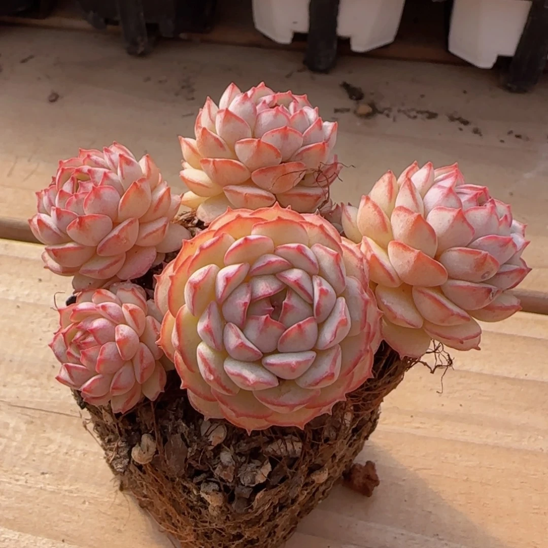 多肉植物小红船群一物一拍