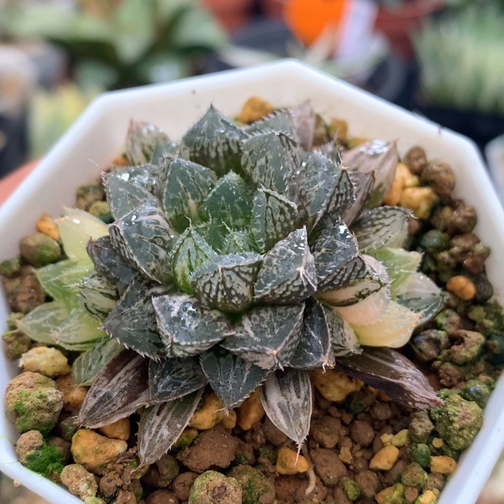 小叶楼兰玉露锦，带盆