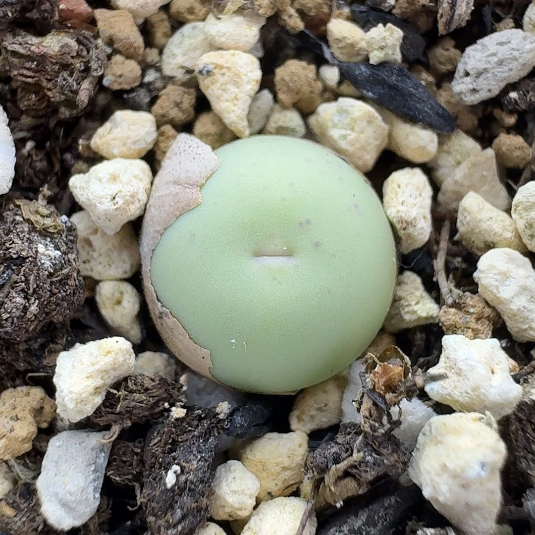 老马生石花v嘴1434