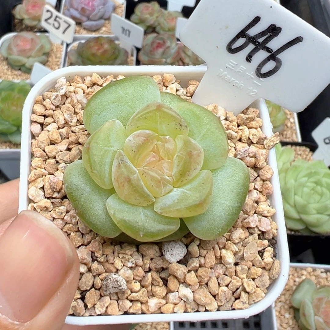 学****）646号朗月有晒斑