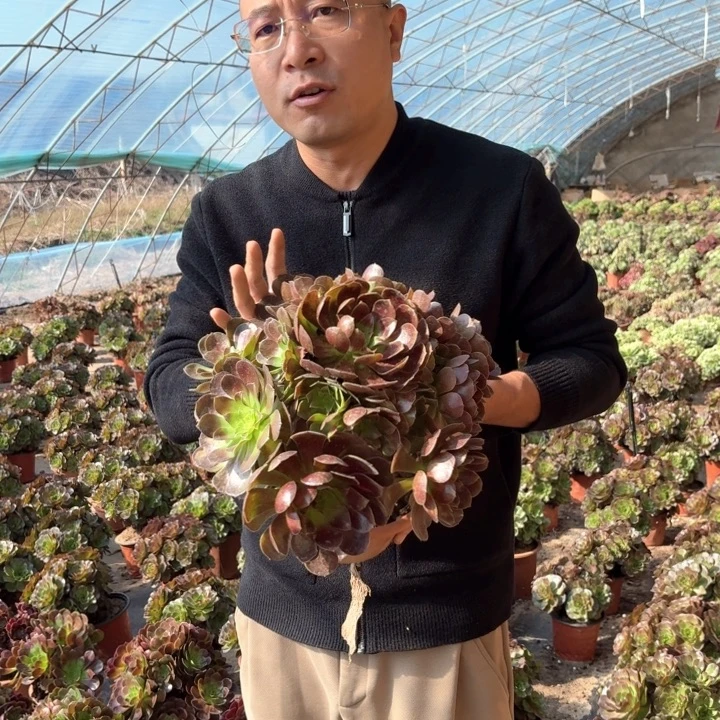精品万黑公主好看好养好看