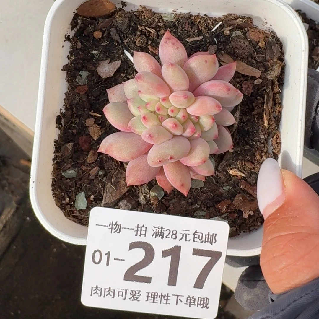 凌雪缀无盆土发货