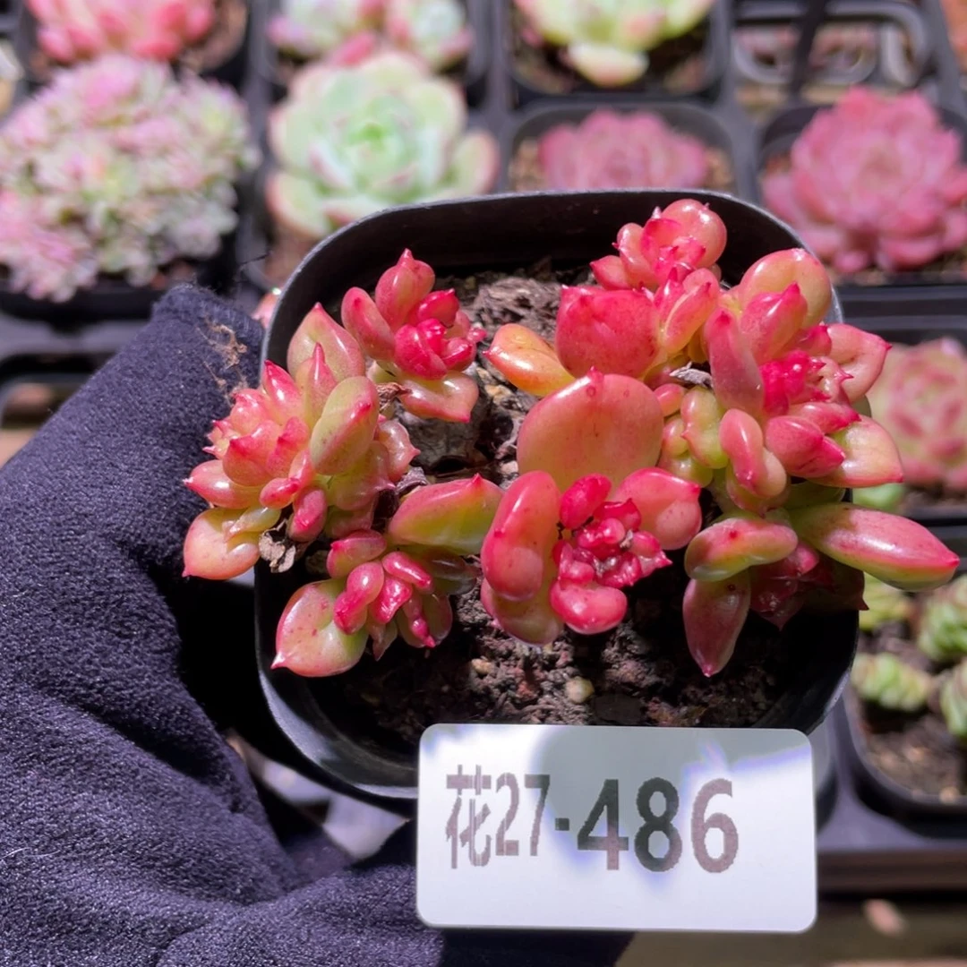 花利美27-486苹果花