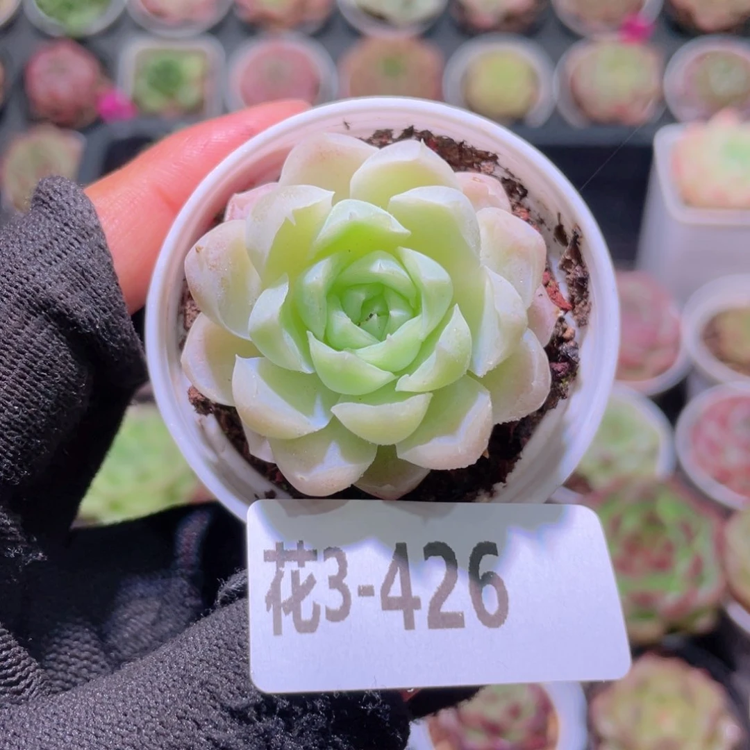 花利美3-426白月影
