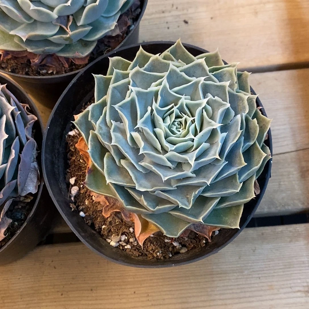 团。蓝丝绒。福利多多