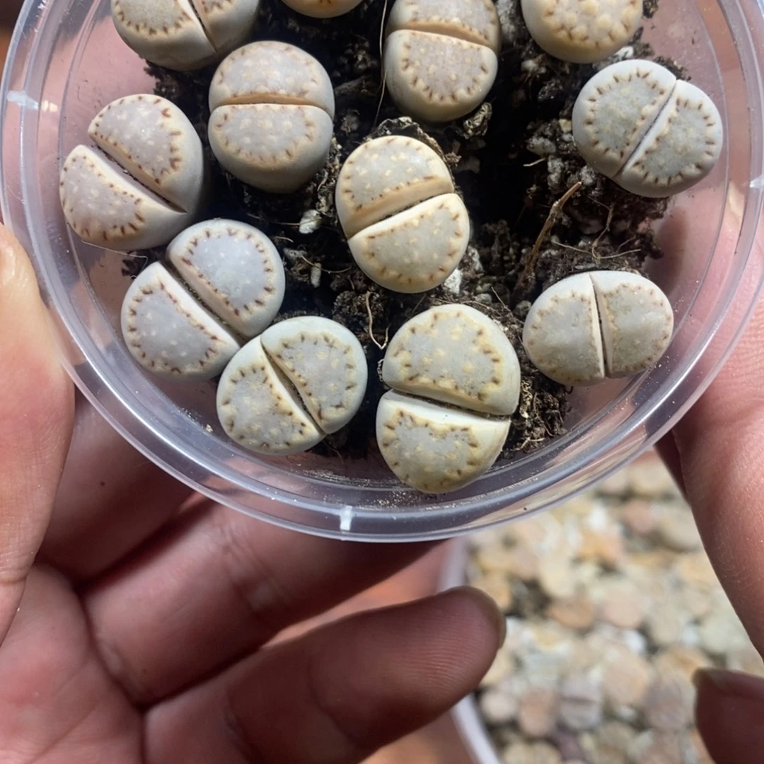 多肉蛋炒饭感谢您相伴271