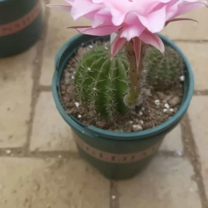 @***赏仙人掌彩草B270摘花脱土发货