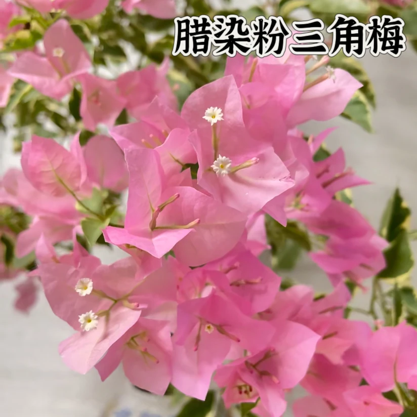 【腊染粉】三角梅袋苗新品种对版稀有花色阳台庭院基地直发包对版