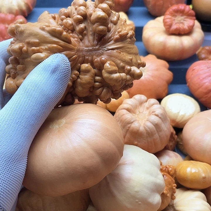 冬***把墨西哥葫芦微瑕不退不换