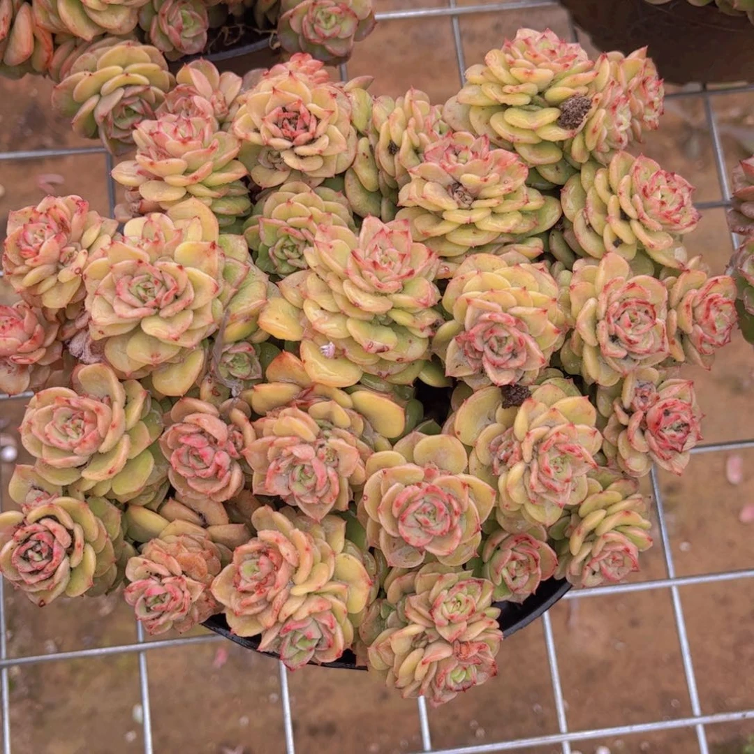 黄金蜡牡丹一颗托土发货