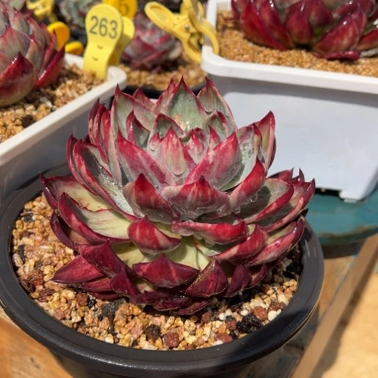 53惊鸿仙子 夏鸣园艺