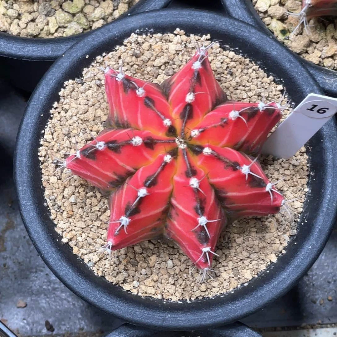 当前无花朵，栽培后可花朵泰系实生根，规律棱背锦