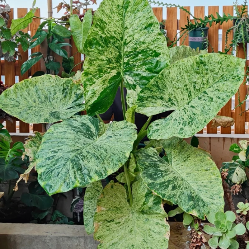 【二木林】（松染海芋）稀有北欧风室内观叶植物 可水培 原盆原土发货