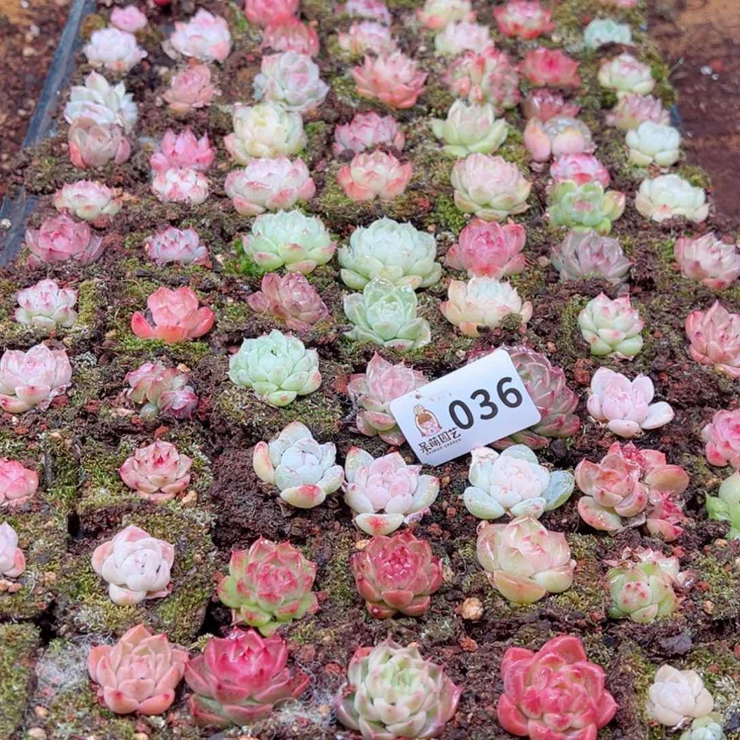 多肉植物多肉植物