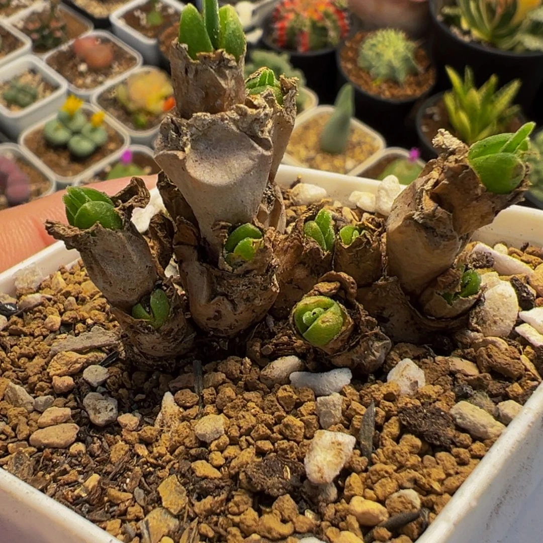 117多肉植物种类和