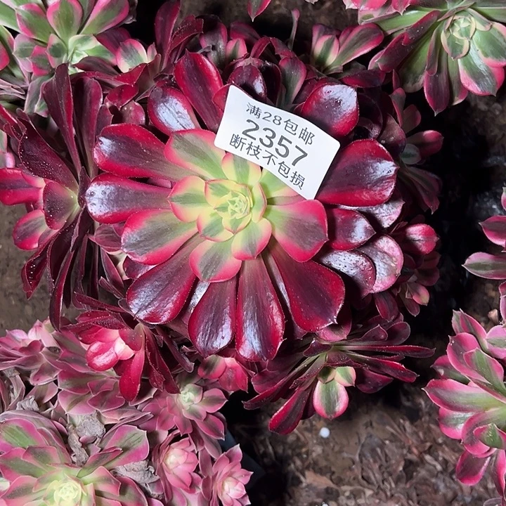 2357美杜莎多肉植物