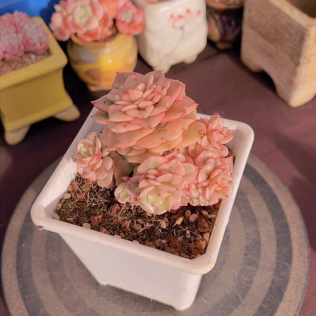 ?***?蜡牡丹，多肉植物.