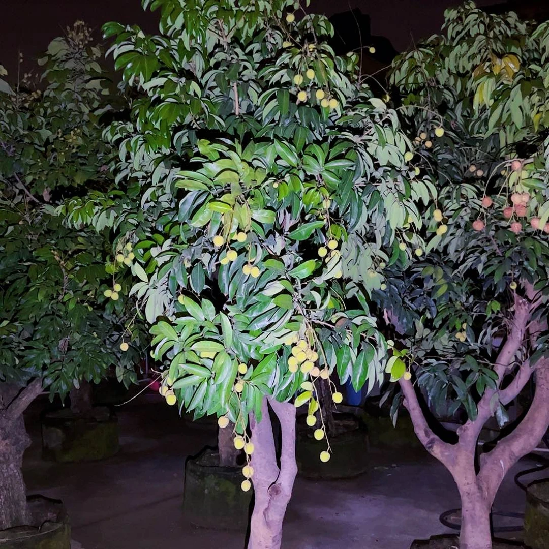 三**见果苗。果苗。果苗6666