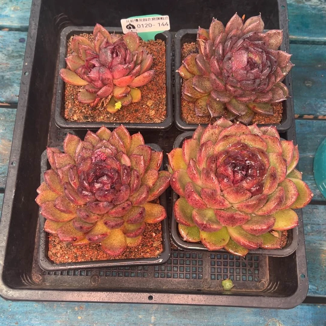 从前慢多肉精选编号0120.144