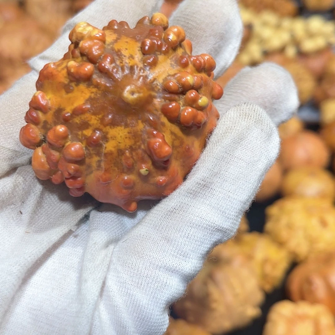 【闪购商品】香榧木那**~墨西哥葫芦