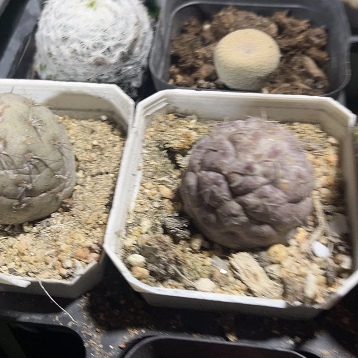 单头习志野zzzzzzzz