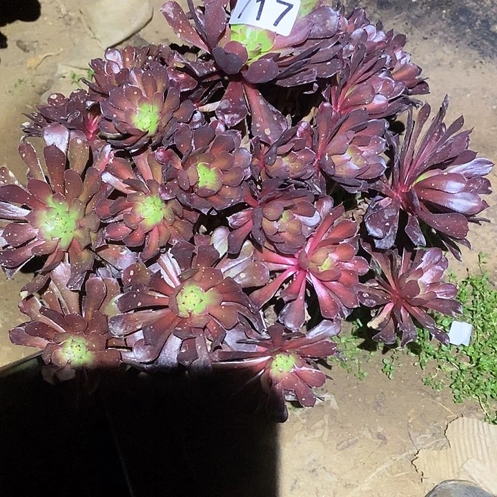 多肉植物法师717铜壶中班