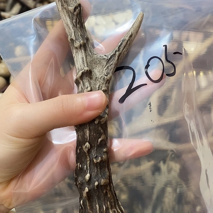 无非金属鹿角鹿角鹿角鹿角