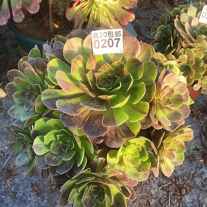 0207 一颗花月夜法师