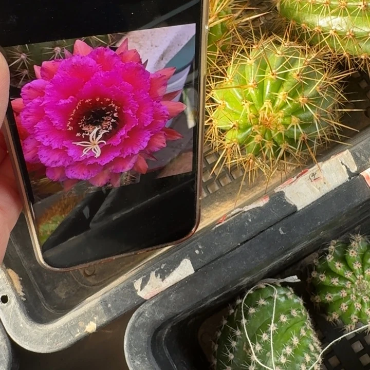 249毛花柱流苏歪无根侧牙5公分左右