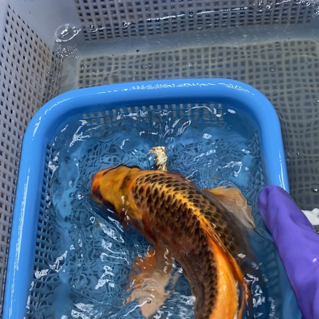 锦鲤冷水锦鲤包邮