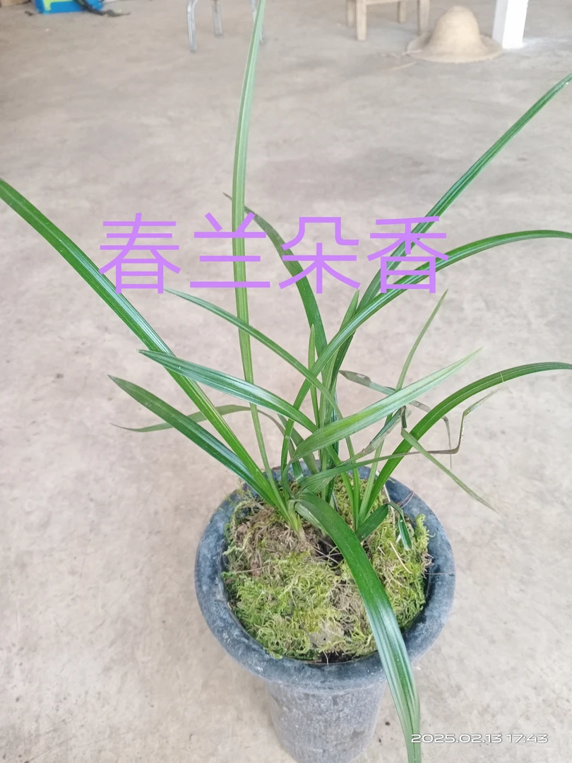 春兰盆景苗自然露天种植室内绿植新手易养花香