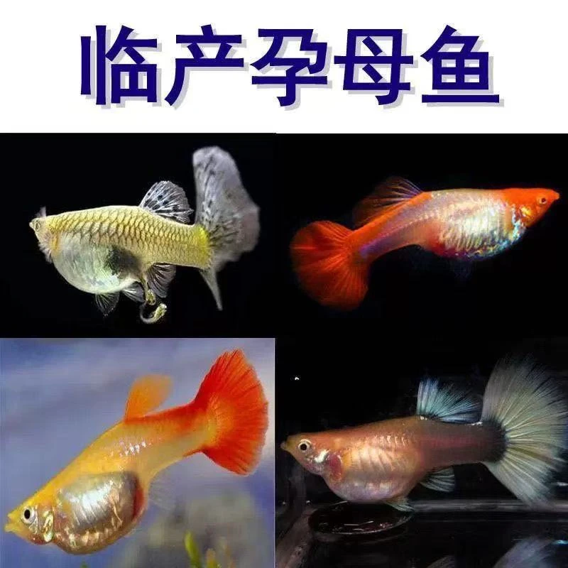 【临产大孕母到家就生】纯种精品孔雀鱼临产大肚怀孕鱼苗胎生凤尾鱼