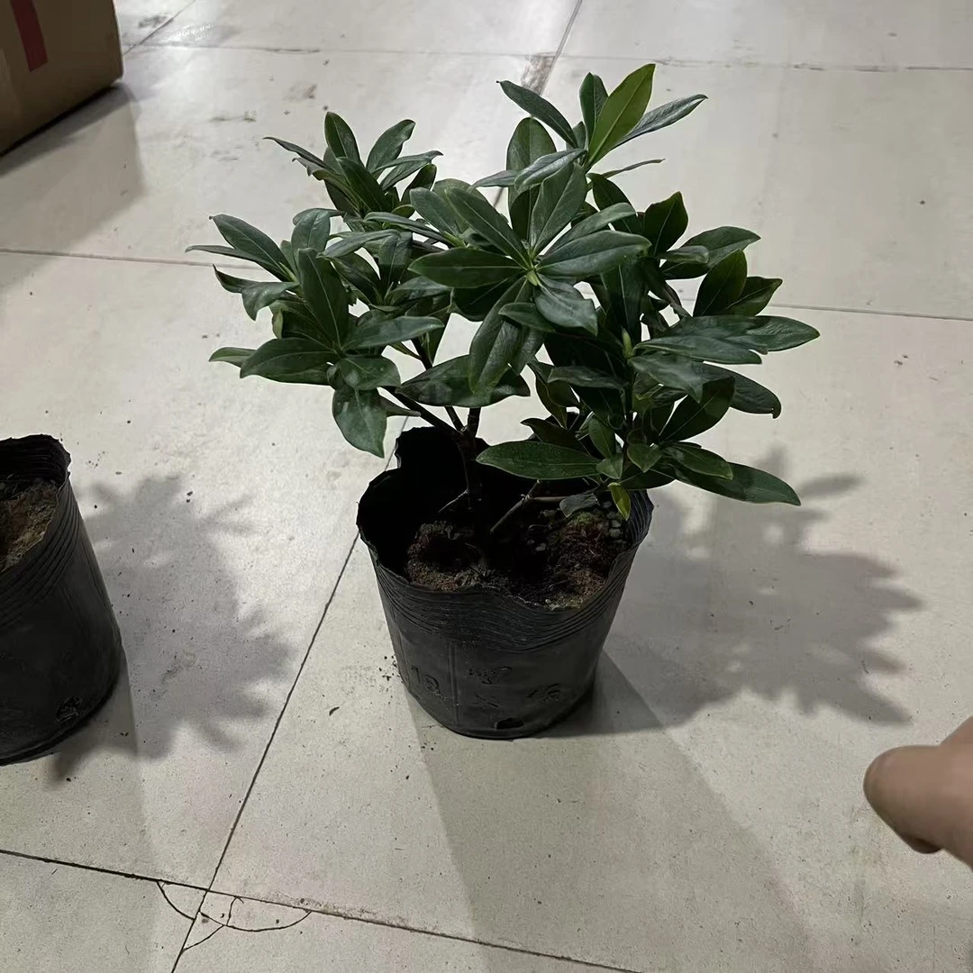 大盆金边瑞香盆栽开花香
