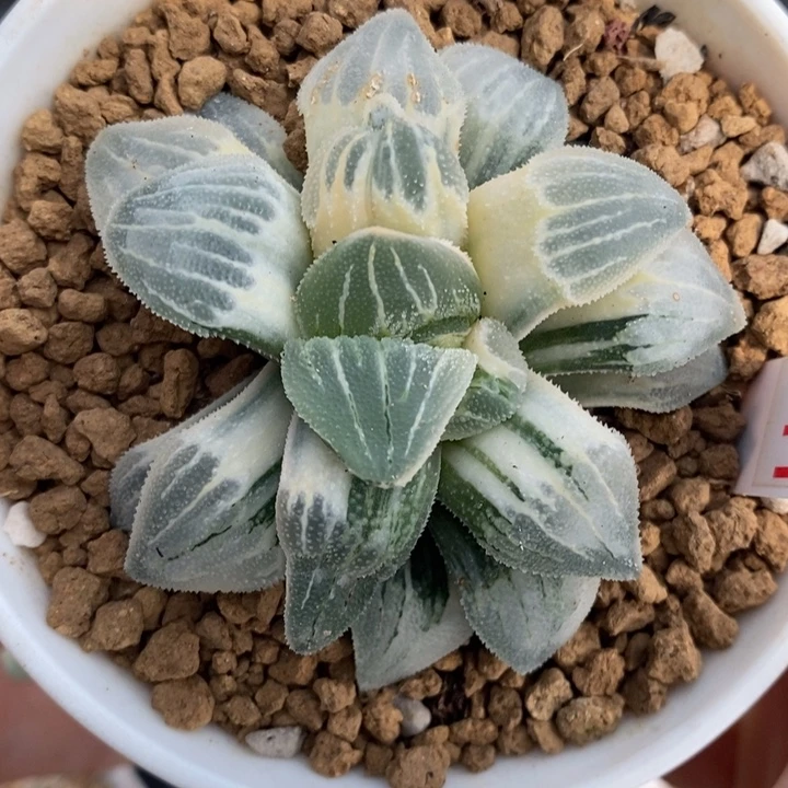 411号实生磨面锦多肉