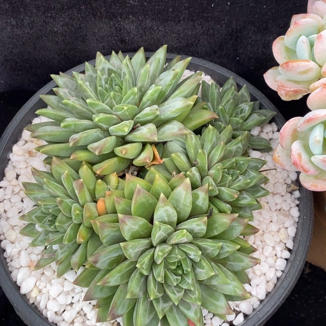 幻影美人多肉植物盆栽