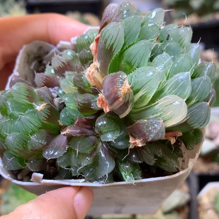 玉露锦带盆土发货