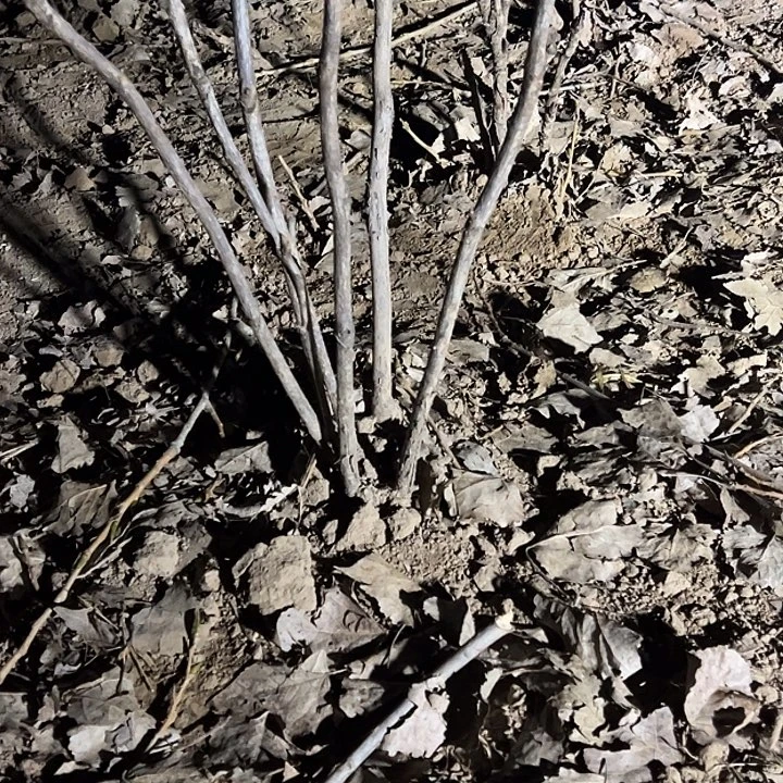 开***布完全开放八千代春