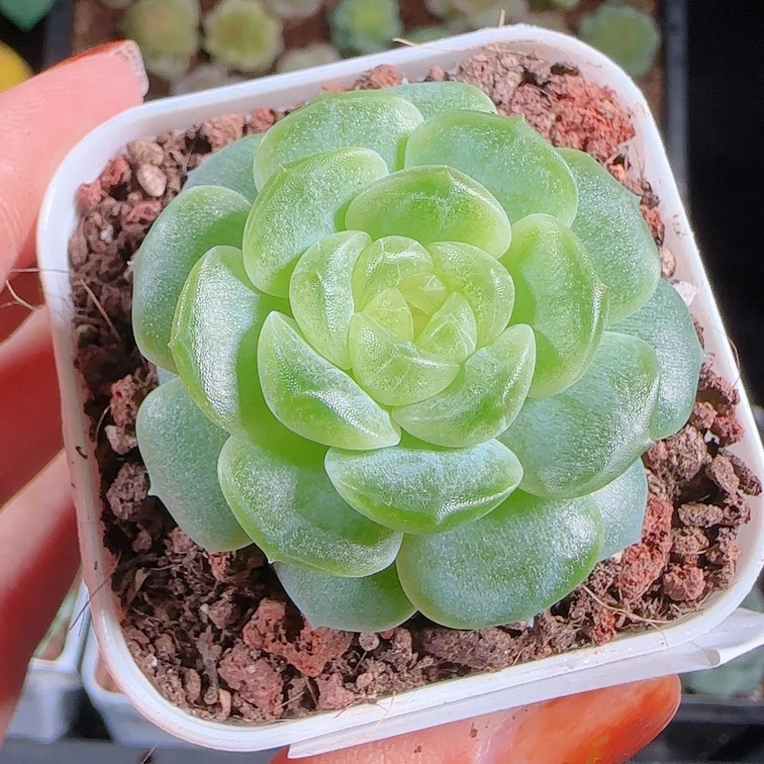 1014---234无尽灯一物一拍