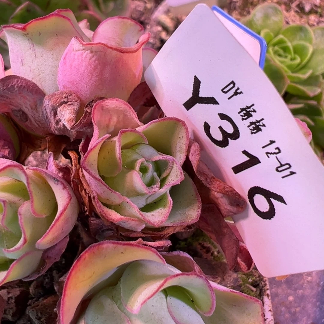 杨316 若初x各种侧芽小