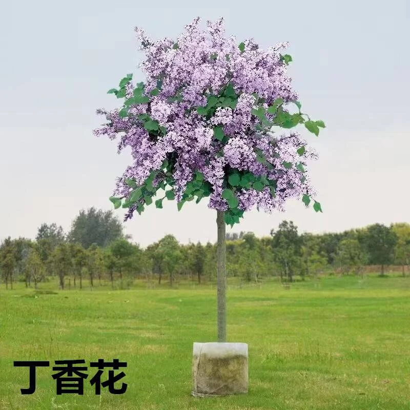 丁香花树苗盆栽阳台庭院浓香室内外四季花卉耐寒绿植物紫丁香花苗