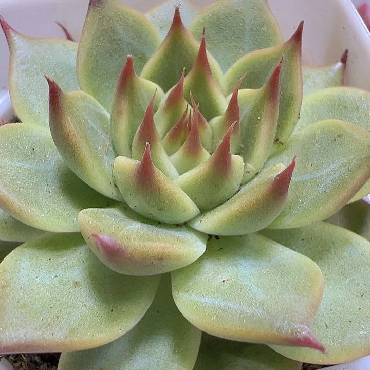 托斯卡19包邮多肉植物