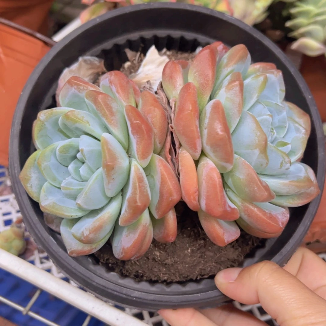 冰玉大双头起发，180杯