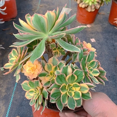 300灿烂多肉植物