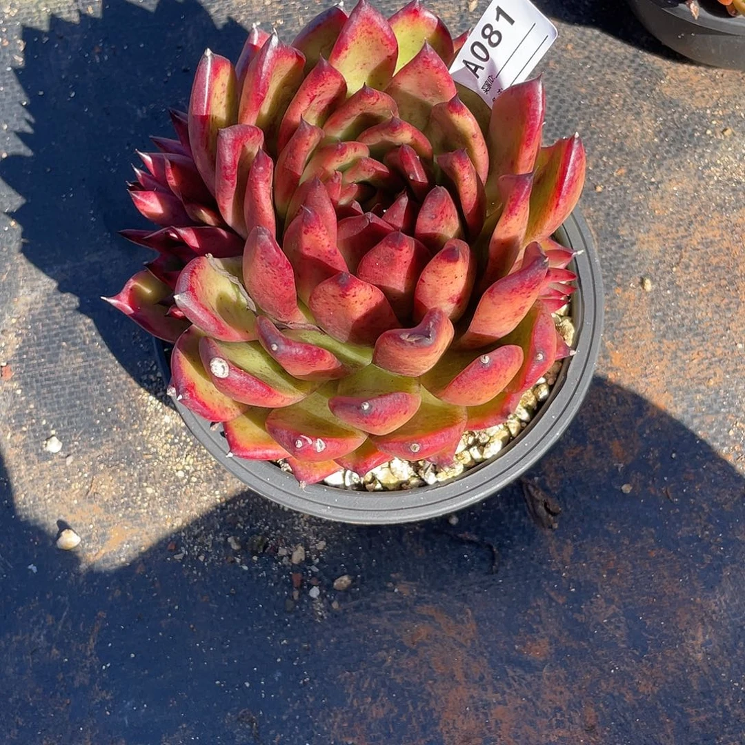 若如东云单拍A081