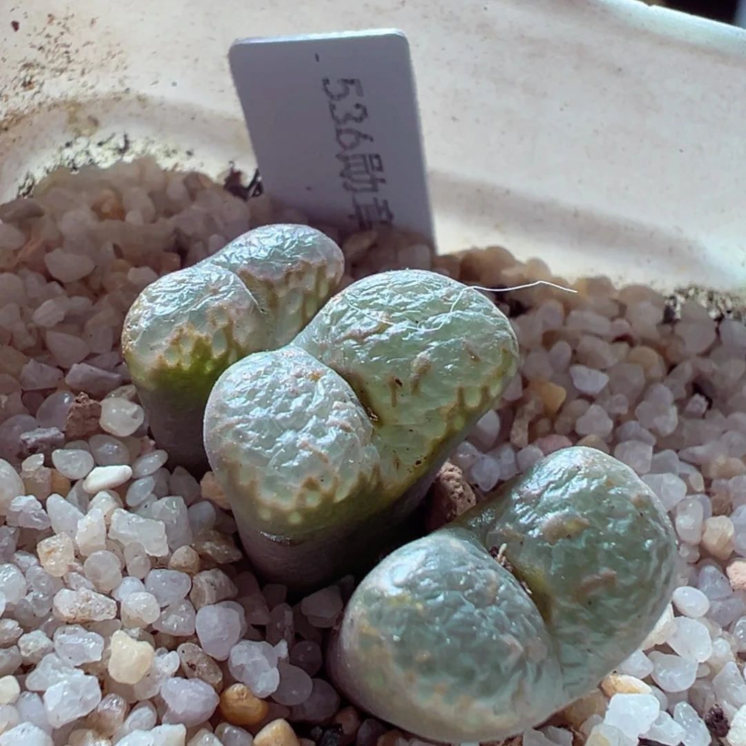 103-376多肉多日536勋章