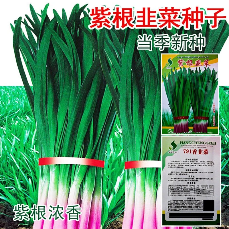 四季韭菜种子大叶韭菜种子割茬多次收获易种蔬菜青菜阳台盆栽