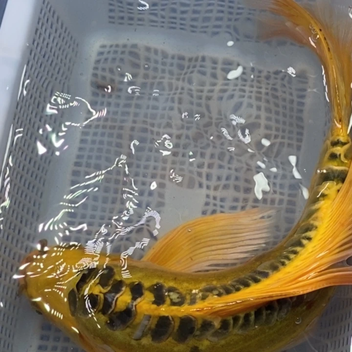 锦鲤冷水锦鲤包邮