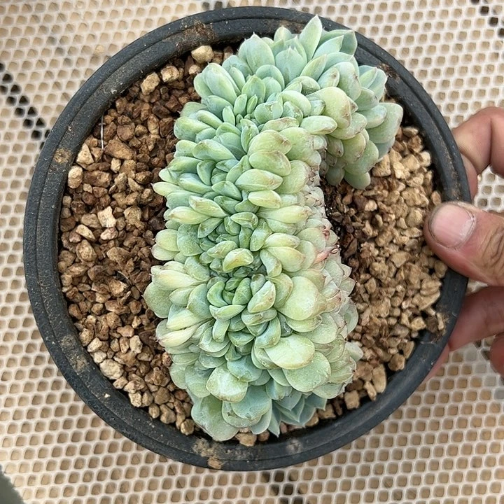 【闪购商品】冰魄缀