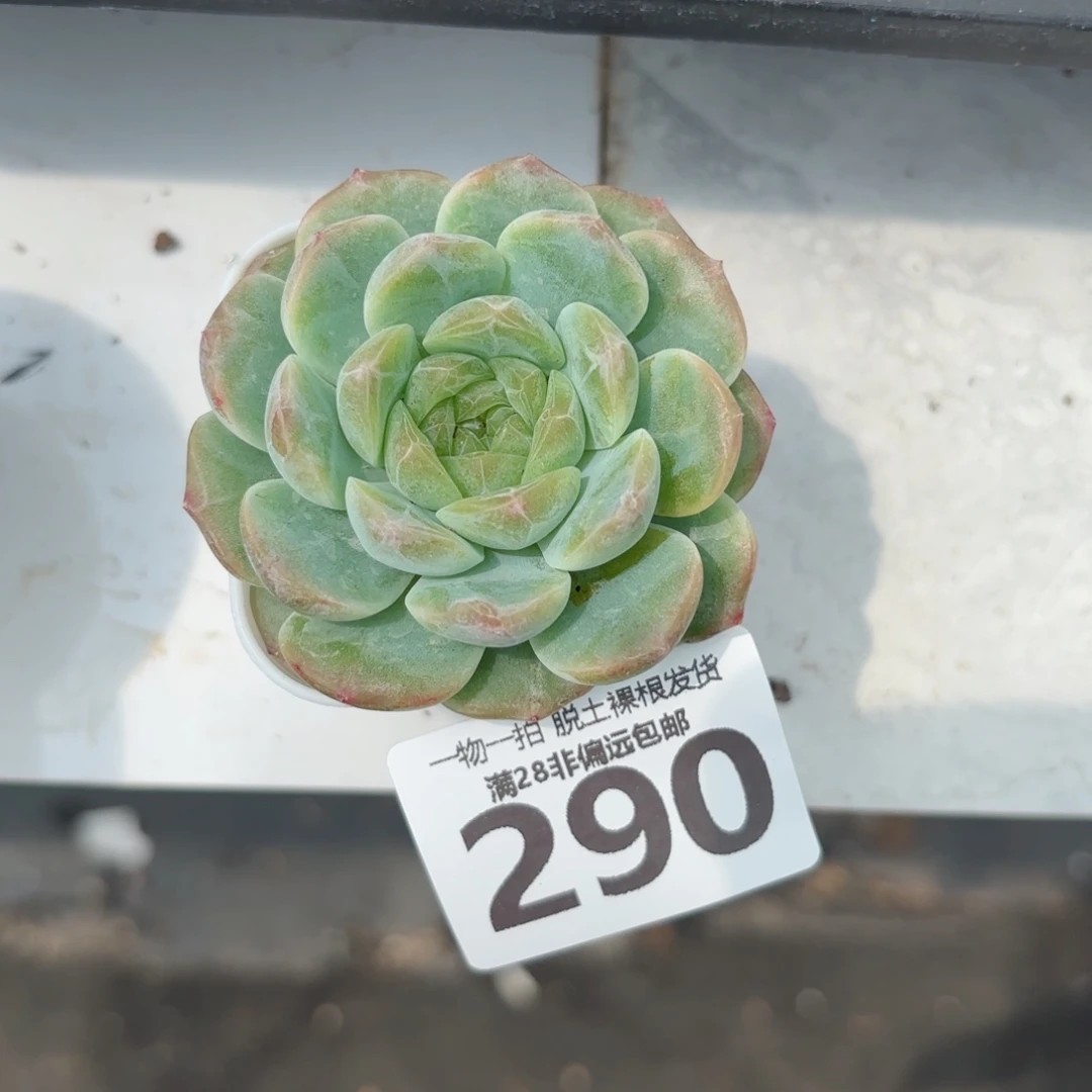 无尽灯单头无盆土发货